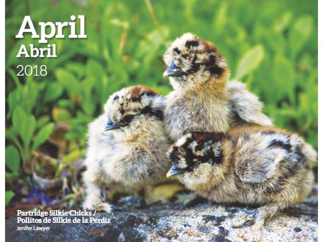 Grab A Free Healthy Birds Calendar!