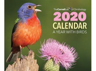 Free 2020 Birds Calendar By Cornell Lab!