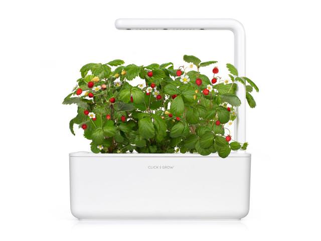 Grab A Free Free Click & Grow Smart Garden!